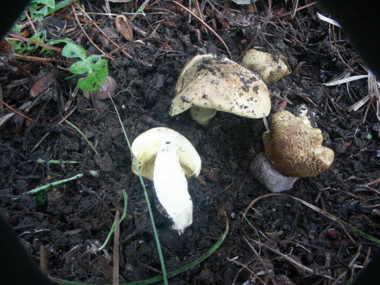 Il bosco della Ficuzza