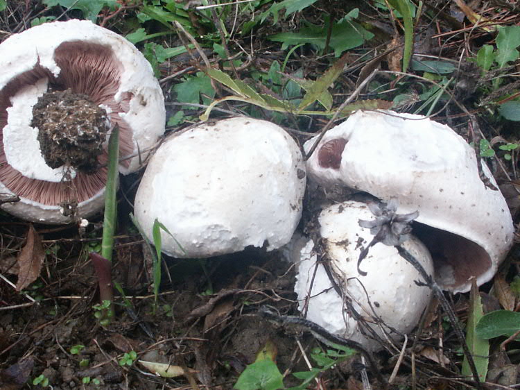 Il bosco della Ficuzza