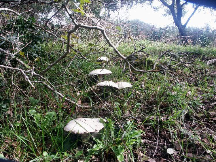 Il bosco della Ficuzza