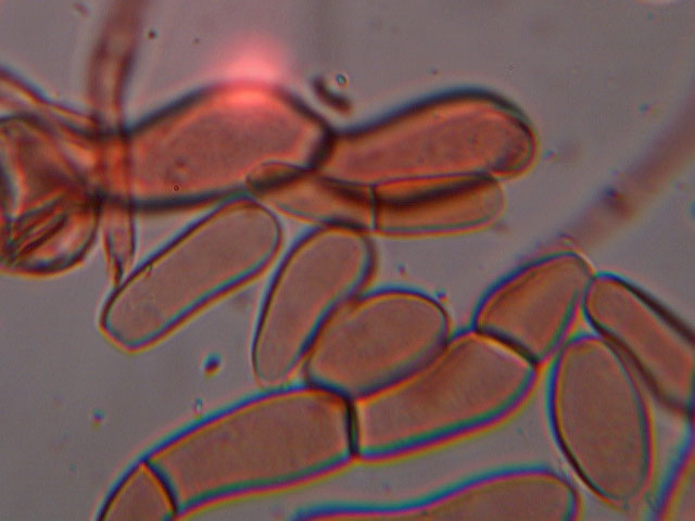 Provo anch''io con la microscopia