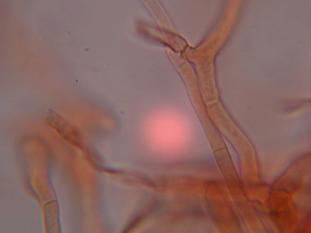 Provo anch''io con la microscopia