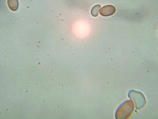 Provo anch''io con la microscopia