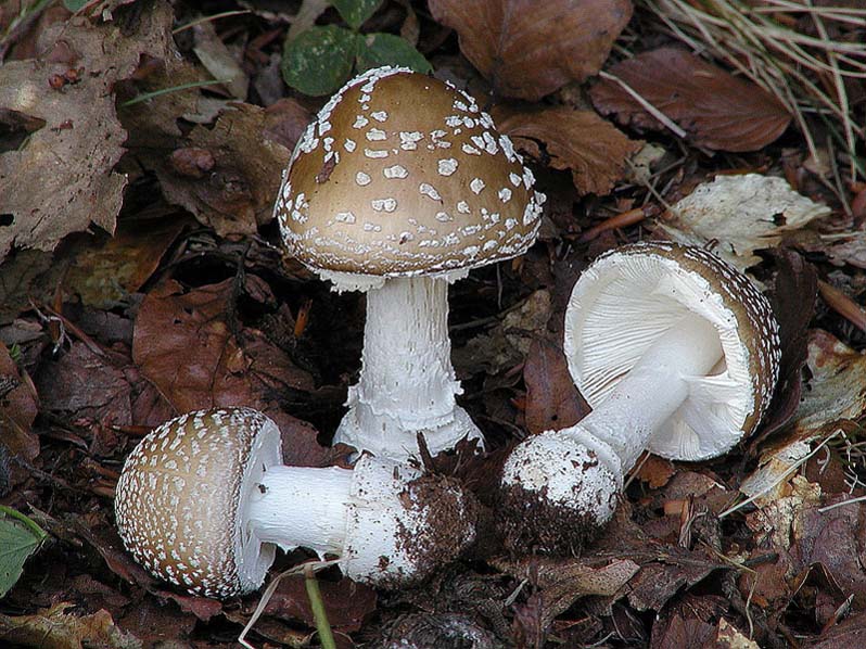 Amanita pantherina