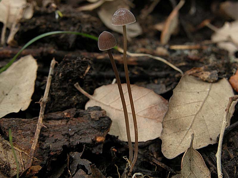 Dedicate al mio amico Andrea: alcune Mycena