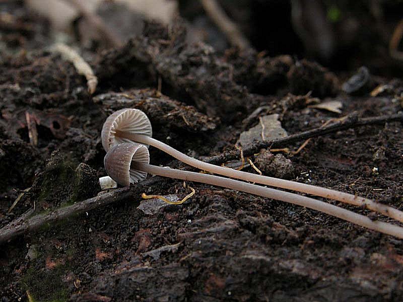 Dedicate al mio amico Andrea: alcune Mycena