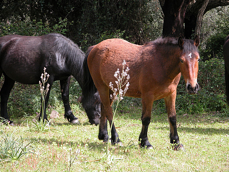 Cavallo sanfratellano