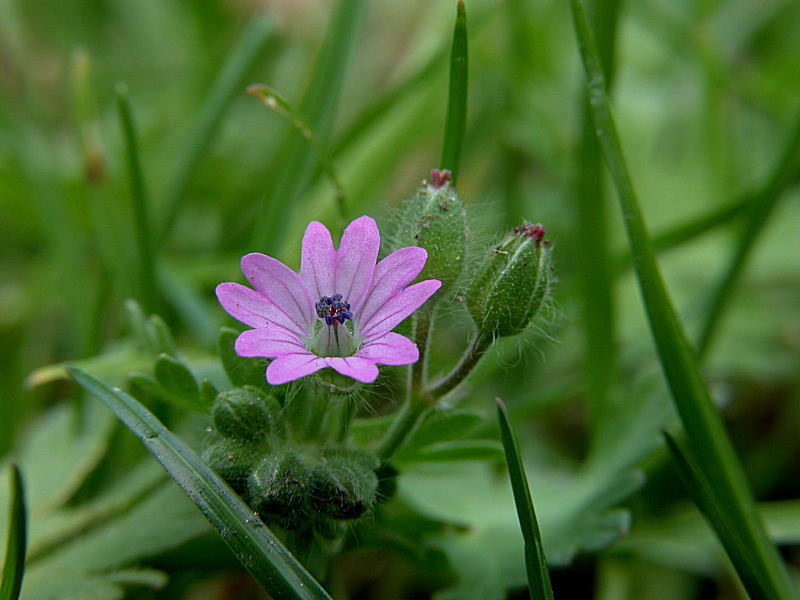 Geranium molle / Geranio volgare