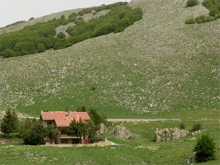 l''oro delle Madonie: P. nebrodensis (u funciu ri basiliscu)