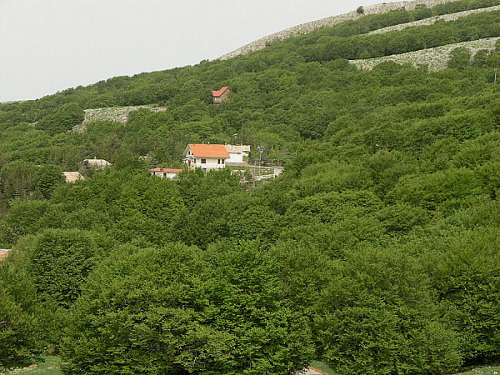 l''oro delle Madonie: P. nebrodensis (u funciu ri basiliscu)