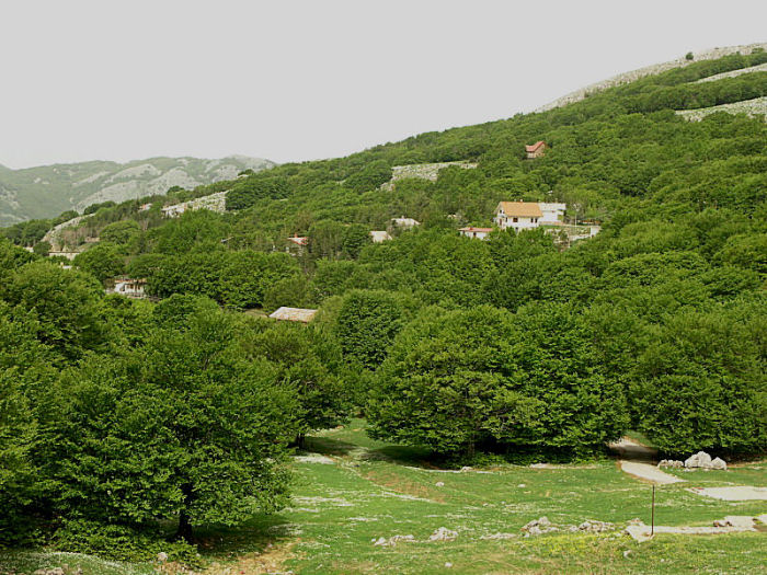 l''oro delle Madonie: P. nebrodensis (u funciu ri basiliscu)