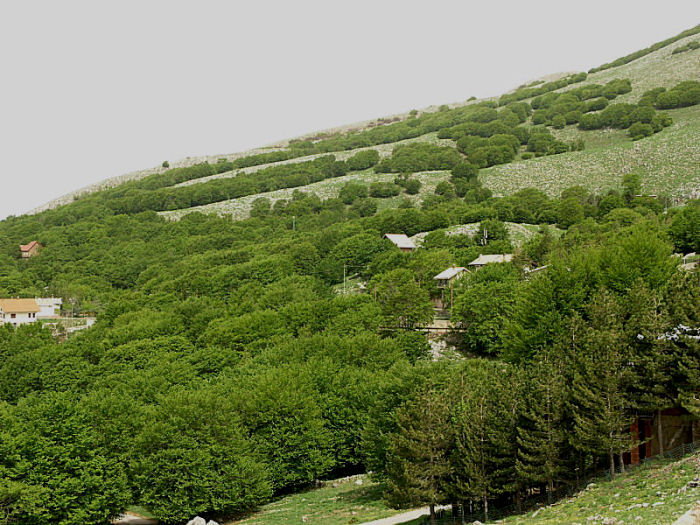 l''oro delle Madonie: P. nebrodensis (u funciu ri basiliscu)