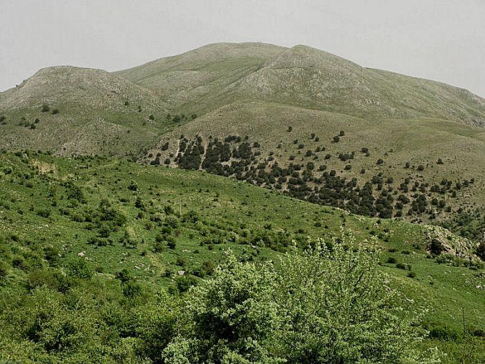 l''oro delle Madonie: P. nebrodensis (u funciu ri basiliscu)