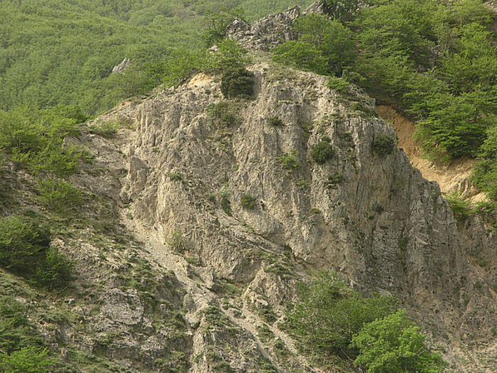 l''oro delle Madonie: P. nebrodensis (u funciu ri basiliscu)