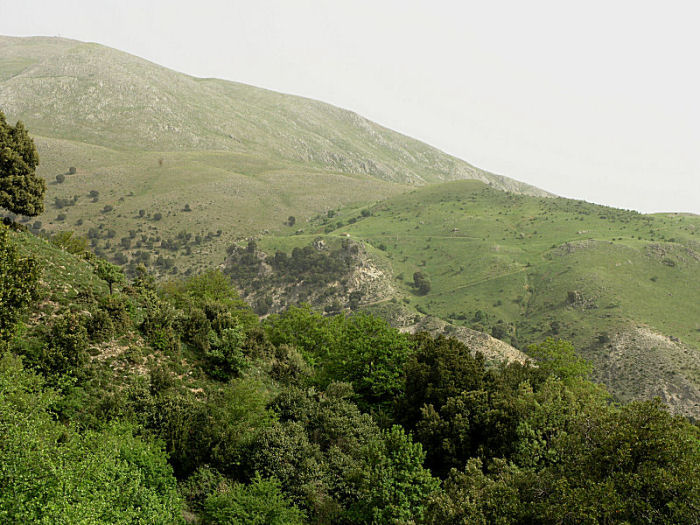 l''oro delle Madonie: P. nebrodensis (u funciu ri basiliscu)