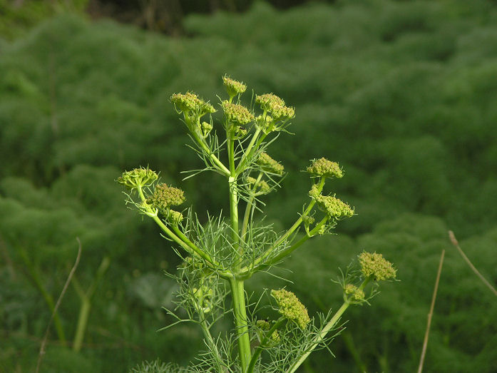 l''oro delle Madonie: P. nebrodensis (u funciu ri basiliscu)