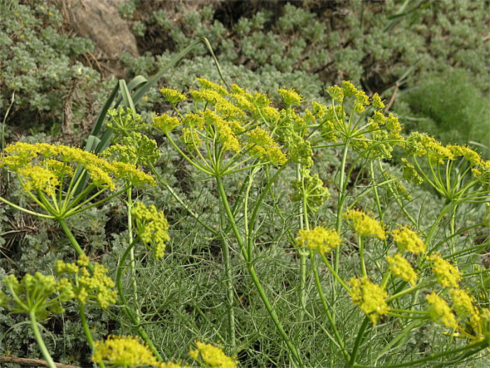 l''oro delle Madonie: P. nebrodensis (u funciu ri basiliscu)