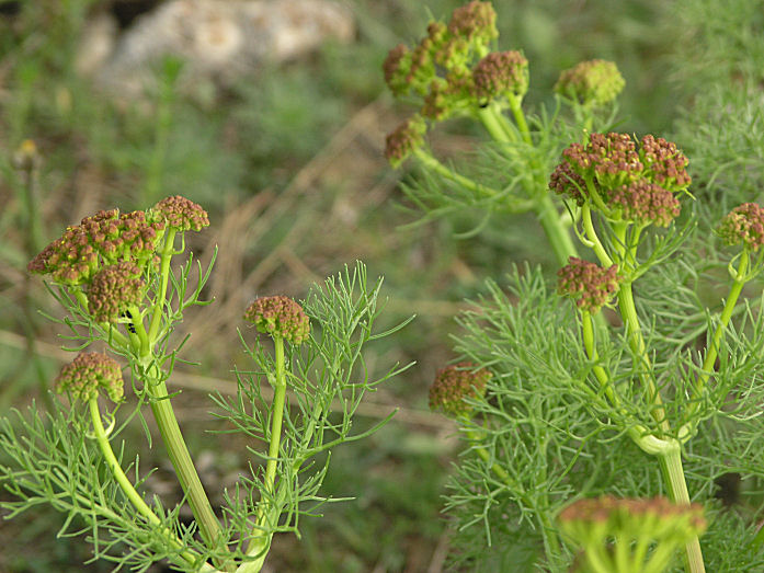 l''oro delle Madonie: P. nebrodensis (u funciu ri basiliscu)