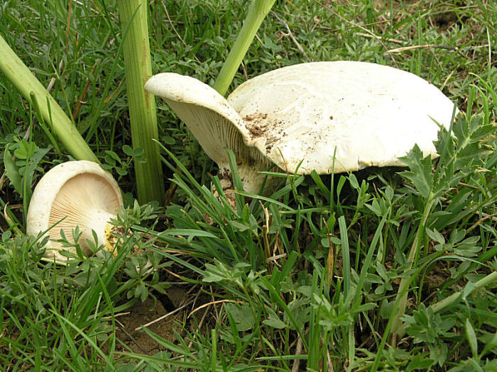 l''oro delle Madonie: P. nebrodensis (u funciu ri basiliscu)