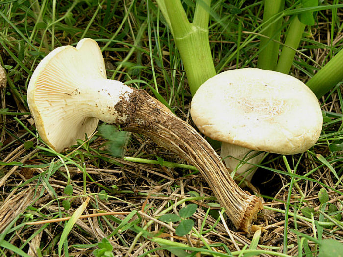 l''oro delle Madonie: P. nebrodensis (u funciu ri basiliscu)