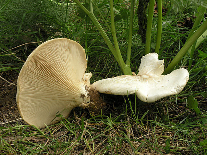 l''oro delle Madonie: P. nebrodensis (u funciu ri basiliscu)