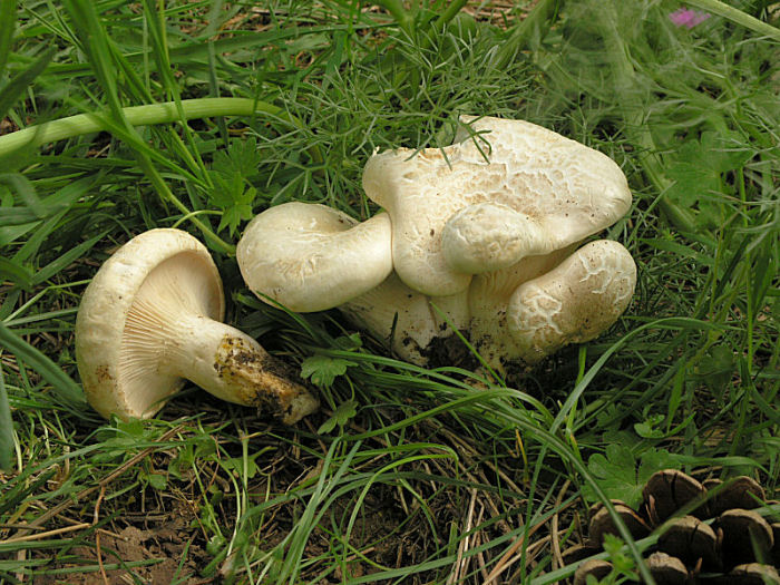 l''oro delle Madonie: P. nebrodensis (u funciu ri basiliscu)