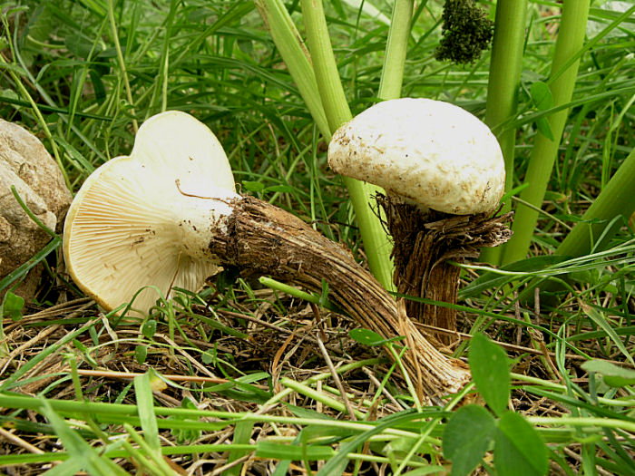 l''oro delle Madonie: P. nebrodensis (u funciu ri basiliscu)