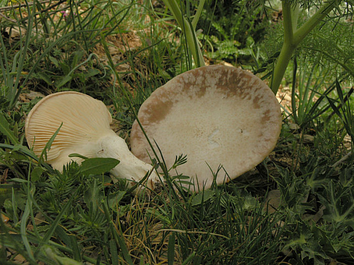 l''oro delle Madonie: P. nebrodensis (u funciu ri basiliscu)