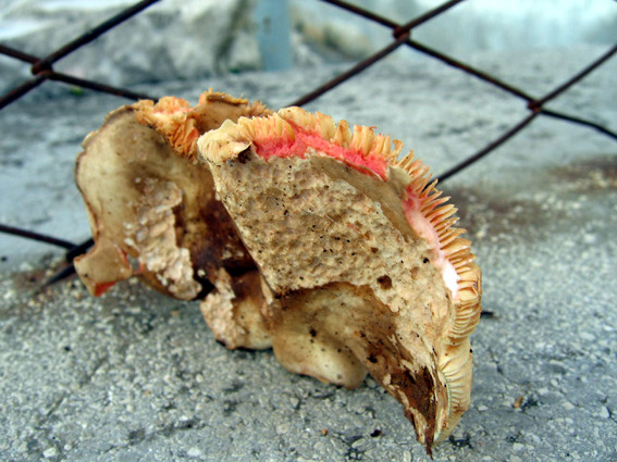 Lactarius acris