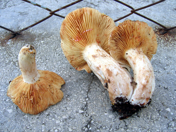 Lactarius acris