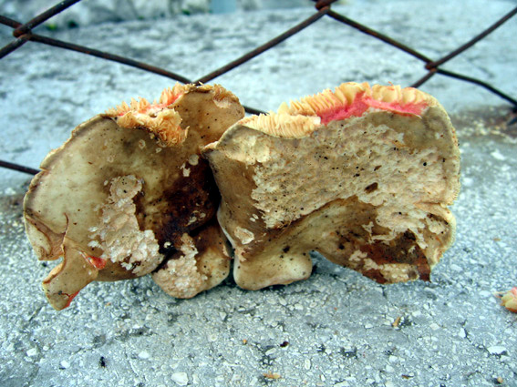 Lactarius acris