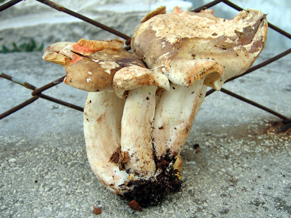 Lactarius acris