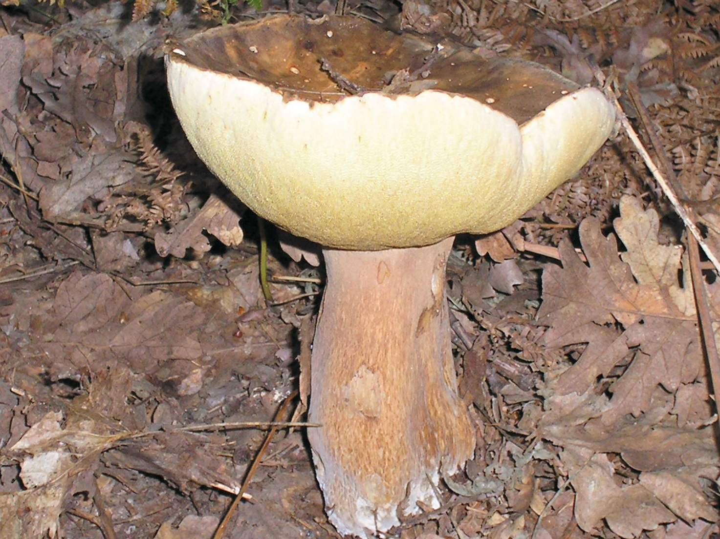 Porcini del querceto