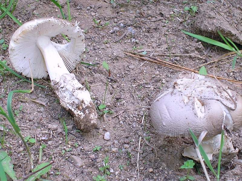 amanita citrina?