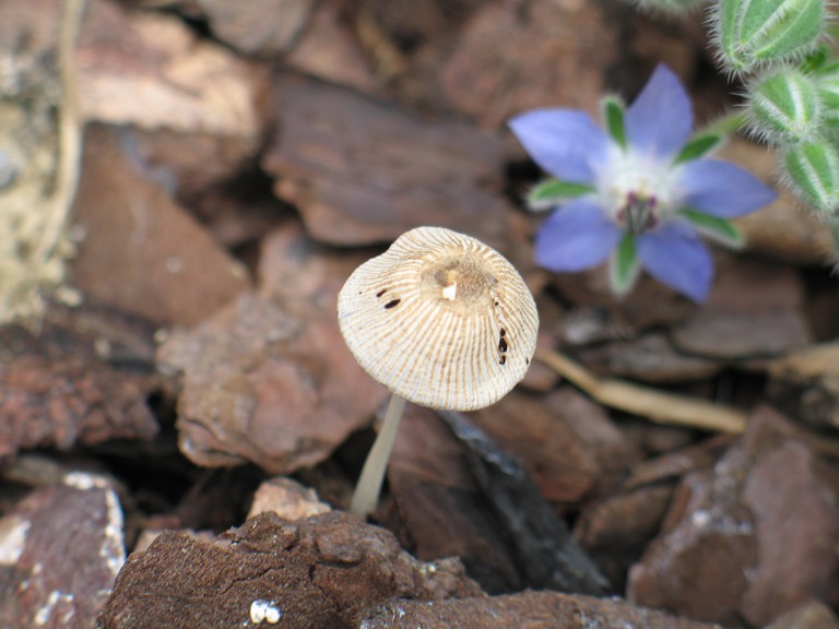 Psathyrella sp.