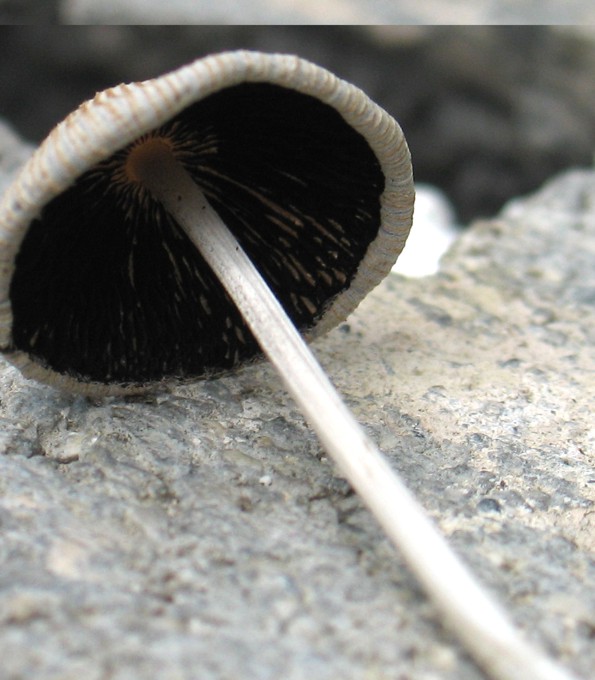 Psathyrella sp.