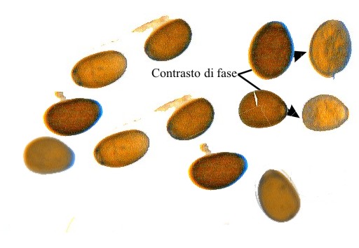 Psathyrella sp.