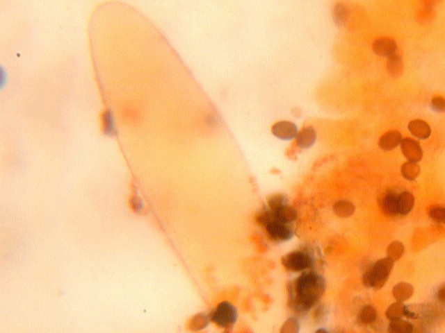 Psathyrella sp.