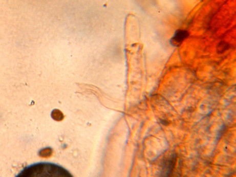 Psathyrella sp.