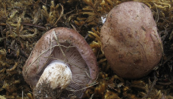 Tricholosporum goniospermum (fuori stagione)