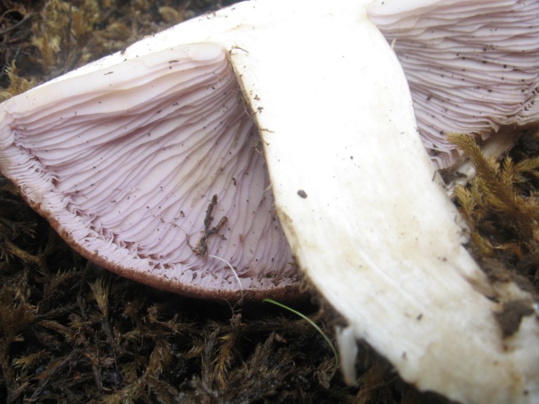 Tricholosporum goniospermum (fuori stagione)