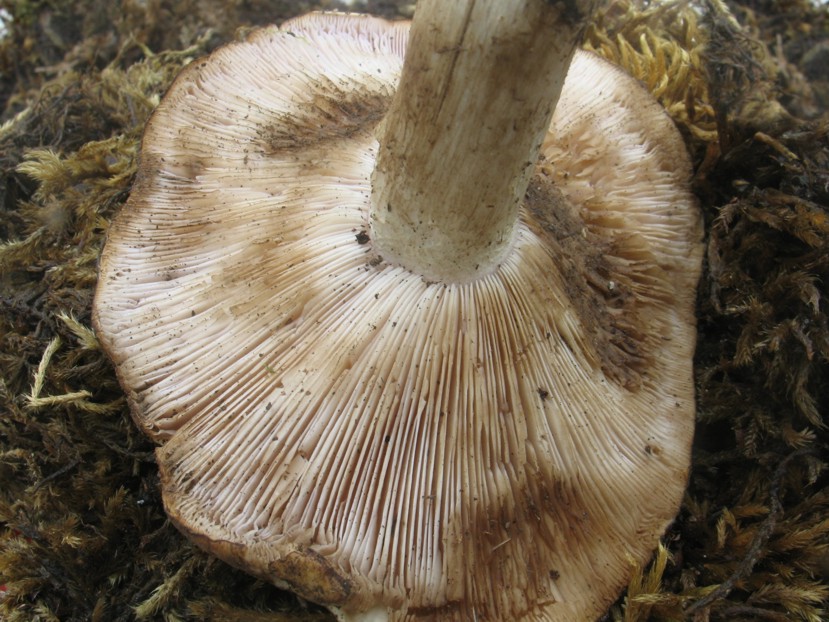 Tricholosporum goniospermum (fuori stagione)