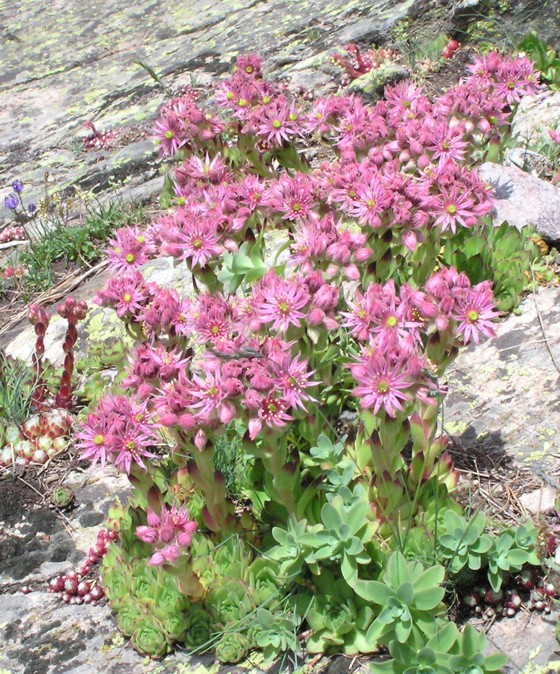 Sempervivum montanum / Semprevivo montano