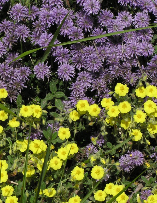 Globularia cordifolia, nudicaulis e bisnagarica