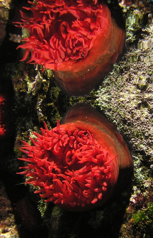 Actinia equina (Linn, 1758)