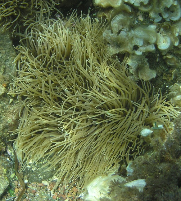 Anemonia viridis