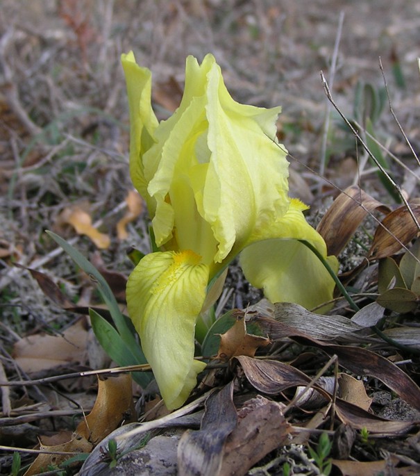 Iris lutescens (=chamaeiris) / Giaggiolo nano