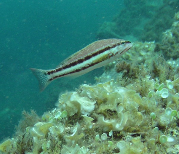 Serranus cabrilla