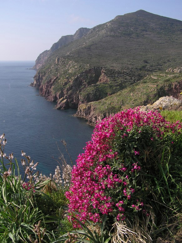 cartolina dalla capraia-Matthiola incana