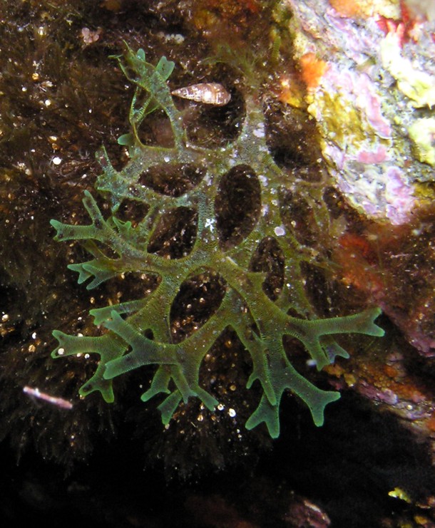 Dictyota dichotoma