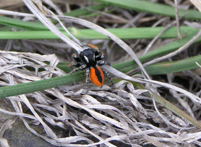 Evarcha jucunda- ragno salticide tricolore